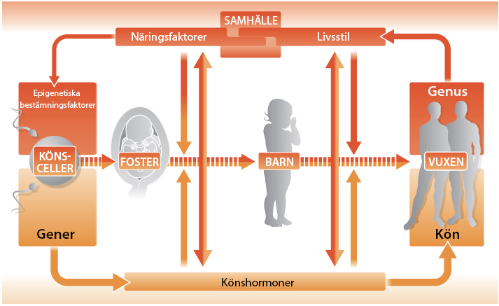 factors influencing sex development from Regitz-Zagrosek, V. EMBOR 13 (7)