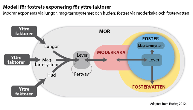 model of fetal exposure to exogenous compounds